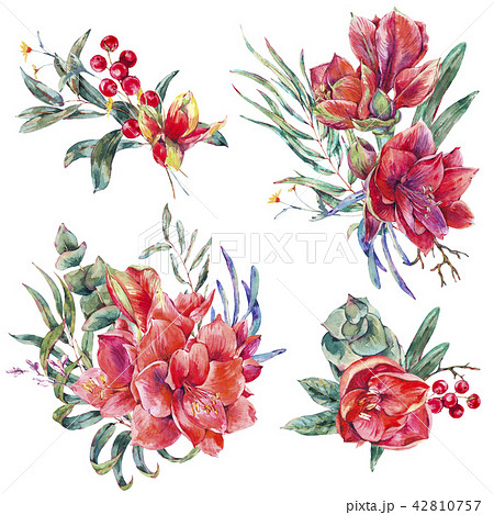Watercolor Floral Set Of Red Flowers Amaryllisのイラスト素材