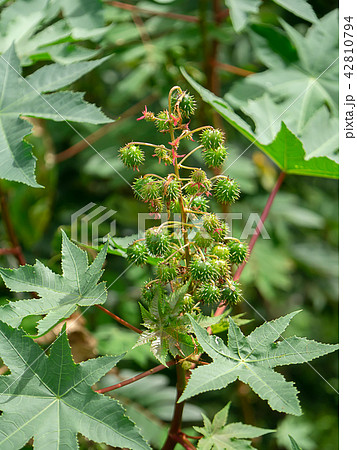 Close up of Ricinus communis. Close up of Ricinus communis. 42810794