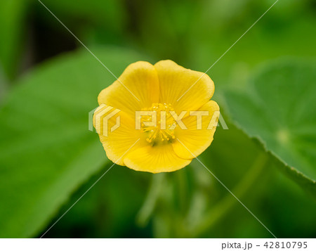 Country mallow plant 42810795