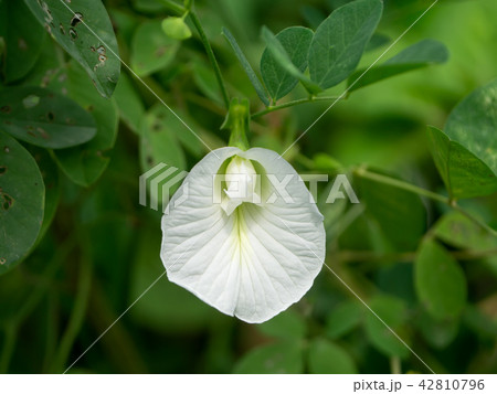 White Pea or Butterfly Pea. White Pea or Butterfly Pea. 42810796