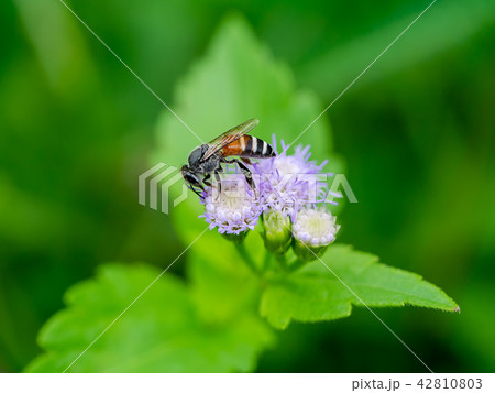 small bee on flower 42810803