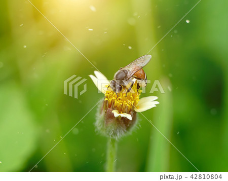 small bee on flower 42810804