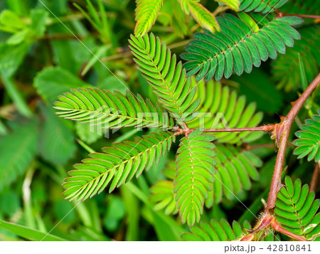 sensitive plant, sleepy plant 42810841