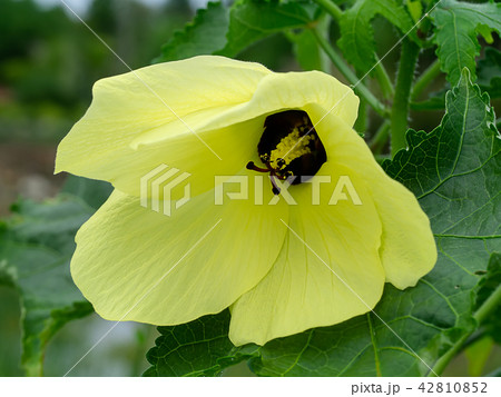 Abelmoschus moschatus Medik Abelmoschus moschatus Medik 42810852