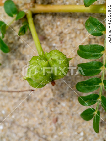 Ground Bur-nut 42810861