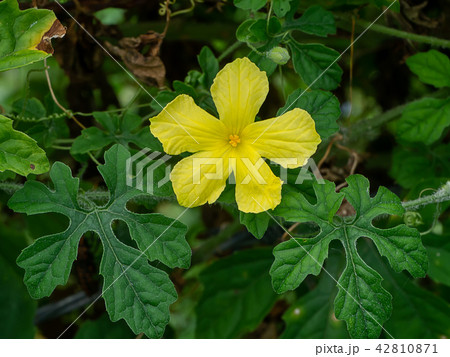 Bitter Cucumber plant 42810871
