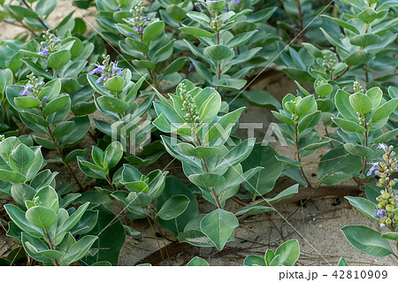 Close up of Vitex trifolia Close up of Vitex trifolia 42810909