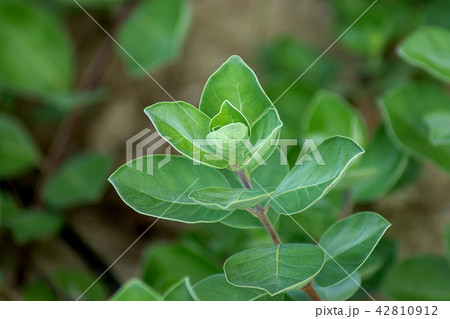 Close up of Vitex trifolia 42810912