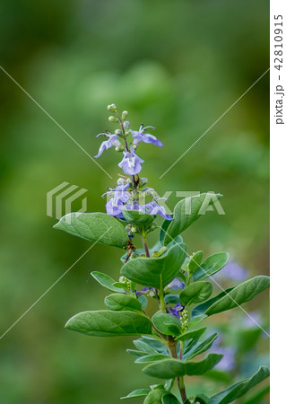 Close up of Vitex trifolia 42810915