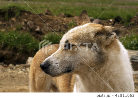 portrait of a stray dog portrait of a stray dog 42811062