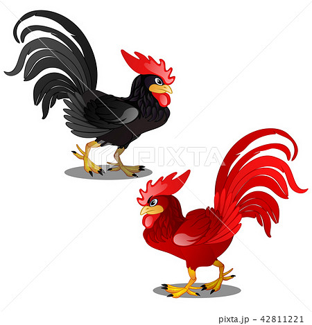 Two animated cartoon rooster black and red isolated on white background. Vector cartoon close-up Two animated cartoon rooster black and red isolated on white background. Vector cartoon close-up 42811221