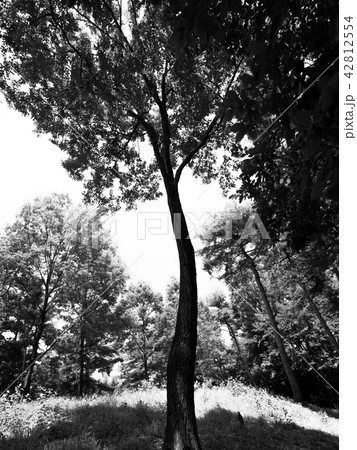 公園の樹木 42812554