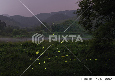 ホタル 夏 昆虫 42813062
