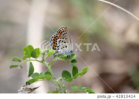 ミヤマシジミ 42813414