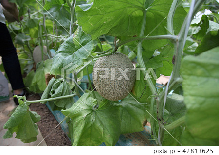 メロン狩り観光農園 メロン狩り観光農園 42813625