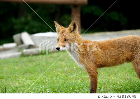 キタキツネ 42813649