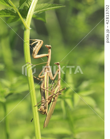 カマキリの交尾 カマキリの交尾 42813702
