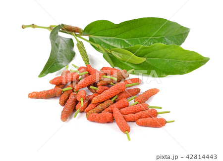 Long Pepper isolated on white background 42814443