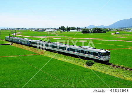 越後平野の緑の田園地帯を行く越後線115系電車 42815643