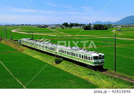 越後平野の緑の田園地帯を行く越後線115系電車 42815646