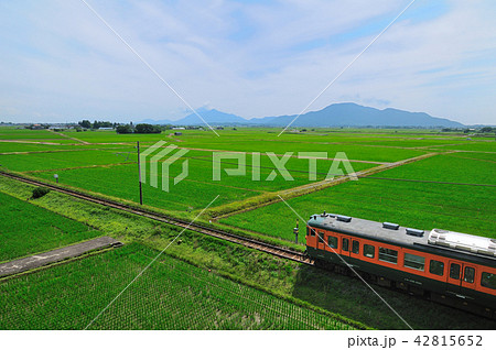 弥彦山を背景に越後平野の緑の田園地帯を行く越後線115系電車 42815652