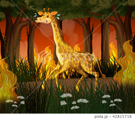 A giraffe running away from wildfire forest 42815718