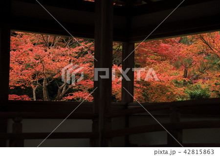 京都の紅葉 42815863
