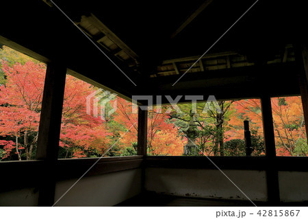 京都の紅葉 京都の紅葉 42815867