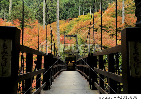 京都の紅葉 京都の紅葉 42815888