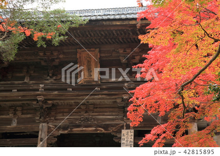 京都の紅葉 京都の紅葉 42815895