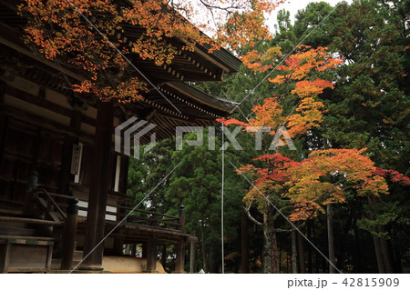 京都の紅葉 京都の紅葉 42815909