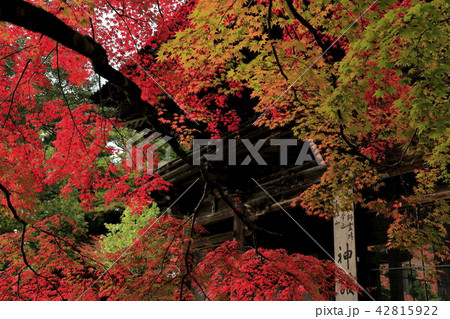 京都の紅葉 京都の紅葉 42815922