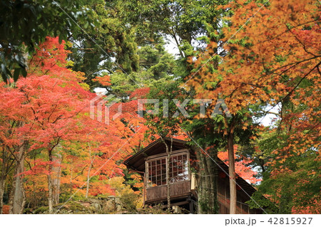 京都の紅葉 京都の紅葉 42815927