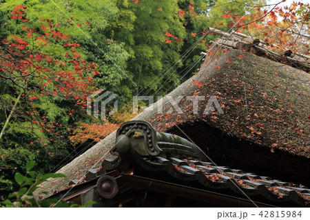 京都の紅葉 京都の紅葉 42815984