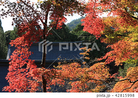 京都の紅葉 42815998