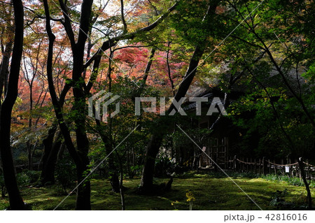 京都の紅葉 42816016