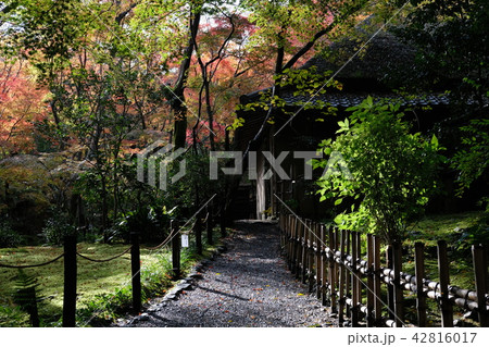 京都の紅葉 42816017