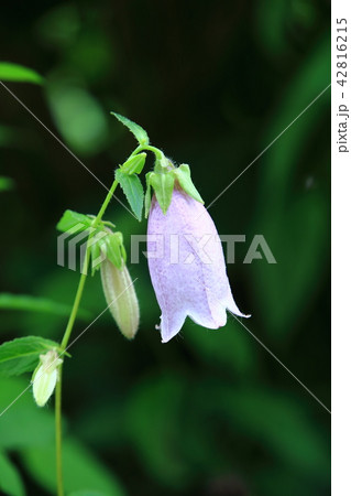 ホタルブクロの花 ホタルブクロの花 42816215