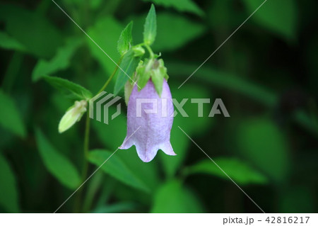 ホタルブクロの花 ホタルブクロの花 42816217