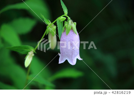 ホタルブクロの花 ホタルブクロの花 42816219