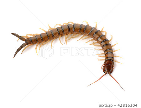 centipede on white background 42816304