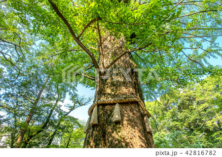 東京都港区赤坂の天然記念物、氷川神社のイチョウ 42816782