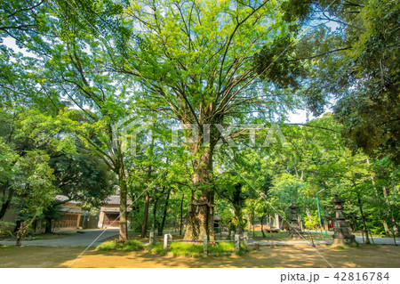 天然記念物　氷川神社のイチョウ 42816784