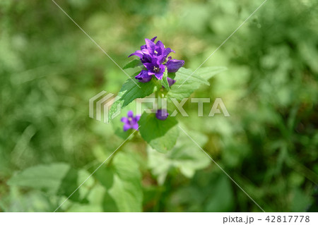 Campanula glomerata flower 42817778
