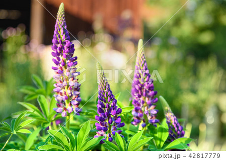 Blooming lupine flowers 42817779