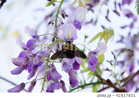 藤の花とクマバチの写真素材