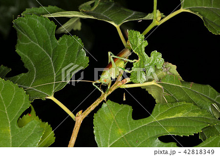 コロギス 木の上に棲む肉食のバッタの写真素材