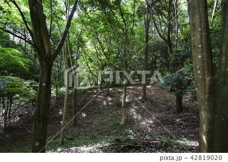 立田山憩の森 42819020
