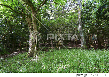 立田山憩の森 立田山憩の森 42819024