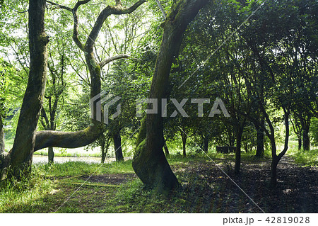 立田山憩の森 立田山憩の森 42819028